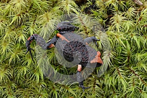 Australian Red-crowned Toadlet