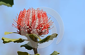 Australian red flower Banksia coccinea Scarlet Banksia