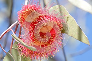 Australian red flower Corymbia ficifolia photo