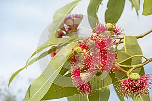 Australian red flower eucalyptus tree