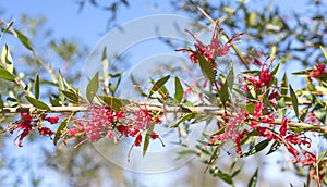 Australian Red Grevillea Splendour Flowers