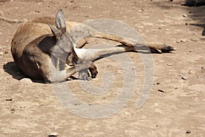 Australian Red Kangaroo 1