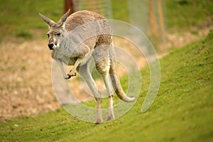 Austrálsky klokan 