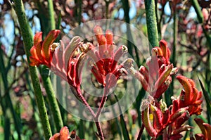 Australian Red Kangaroo Paw flowers