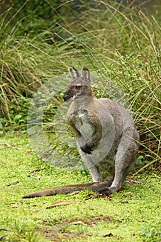 Australian Red Necked Wallaby