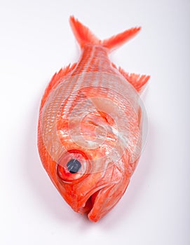 Australian red snapper fish