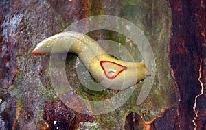 Australian Red Triangle Slug