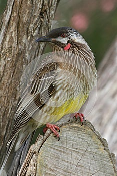 Australian Red Wattle-Bird Honeyeater