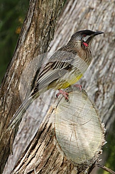 Australian Red Wattle-Bird Honeyeater photo