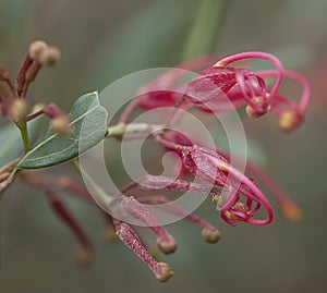Australian red wildflower Grevillea splendour macro
