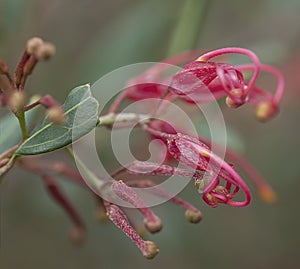 Australian red wildflower Grevillea splendour macro photo