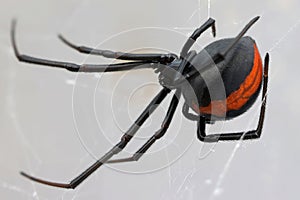 Australian Redback Spider