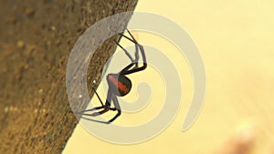 Australian redback spider scurrying across sand