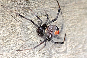Australian Redback spider on wooden panel, macro image