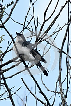 Australian Restless Flycatcher Bird