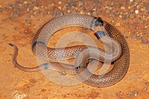 Australian Ringed Brown snake