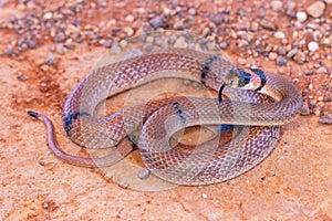 Australian Ringed Brown snake