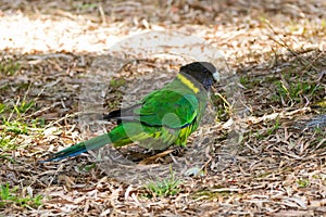 Australian ringneck, broad-tailed parrot bird in green blue on ground in Western Australia