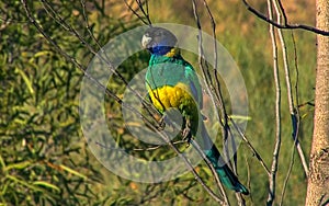 Australian Ringneck parrot, Barnardius zonarius, Psittacidae photo