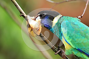 Australian ringneck photo