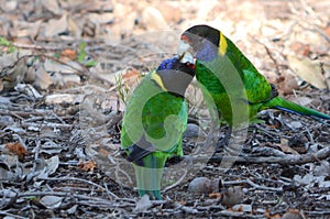 Australian ringneck parrot photo