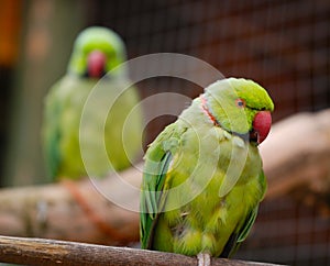 Australian Ringneck parrots