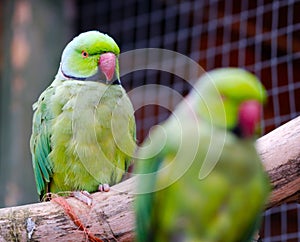 Australian Ringneck parrots