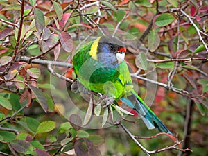 Australian Ringneck or Twenty-eight Parrot