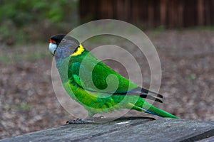 Australian Ringneck photo