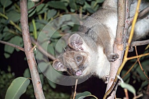 Australian ringtail possum