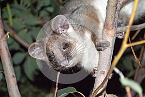 Australian ringtail possum