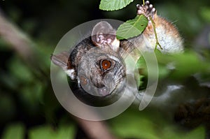 Australian ringtail possum