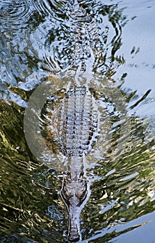 Australian River Crocodile Swimming