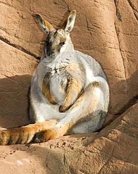 Australian rock wallaby
