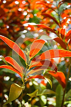 Australian Rose Apple tree