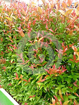 Australian Rose Apple tree