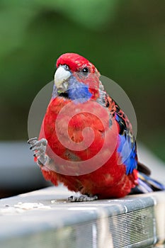 Australian rosella parrot bird red and blue in Sydney