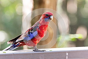 Australian rosella in Sydney