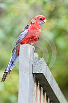 Australian rosella in a Sydney garden