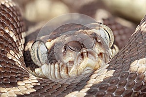 Australian Rough-scaled Python photo