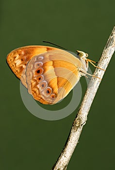 Australian Rustic Butterfly