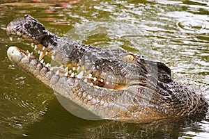 Australian saltwater crocodile