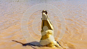 Australian Saltwater Crocodile in the Adelaide River
