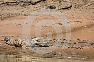 An Australian saltwater crocodile Crocodylus porosus on the muddy bank of a river in northern Australia