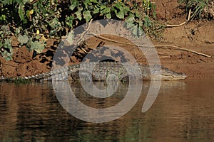 Australian Saltwater Crocodile Daintree NP, Queensland, Australien