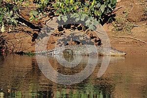 Australian Saltwater Crocodile Daintree NP, Queensland, Australien