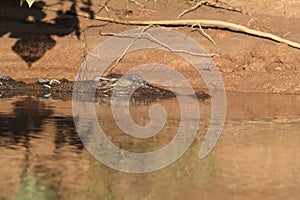 Australian Saltwater Crocodile Daintree NP, Queensland, Australien