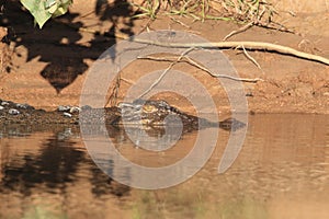 Australian Saltwater Crocodile Daintree NP, Queensland, Australien