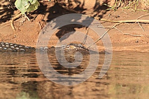 Australian Saltwater Crocodile Daintree NP, Queensland, Australien