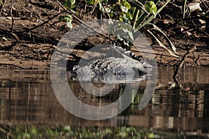 Australian Saltwater Crocodile Daintree NP, Queensland, Australien